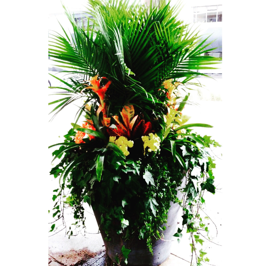 Tropical Planter starting from