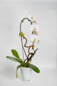 Orchid  white