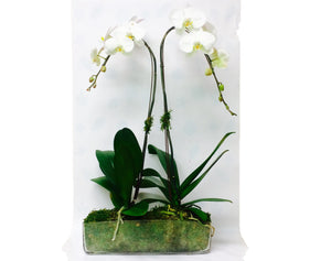 Orchid  arrangement