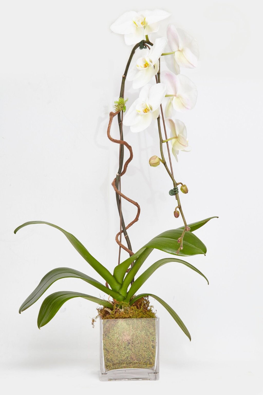 Orchid  arrangement