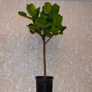 Ficus Lyrata Trees / Fiddle-Leaf Fig