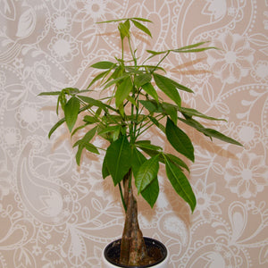 Money tree plant