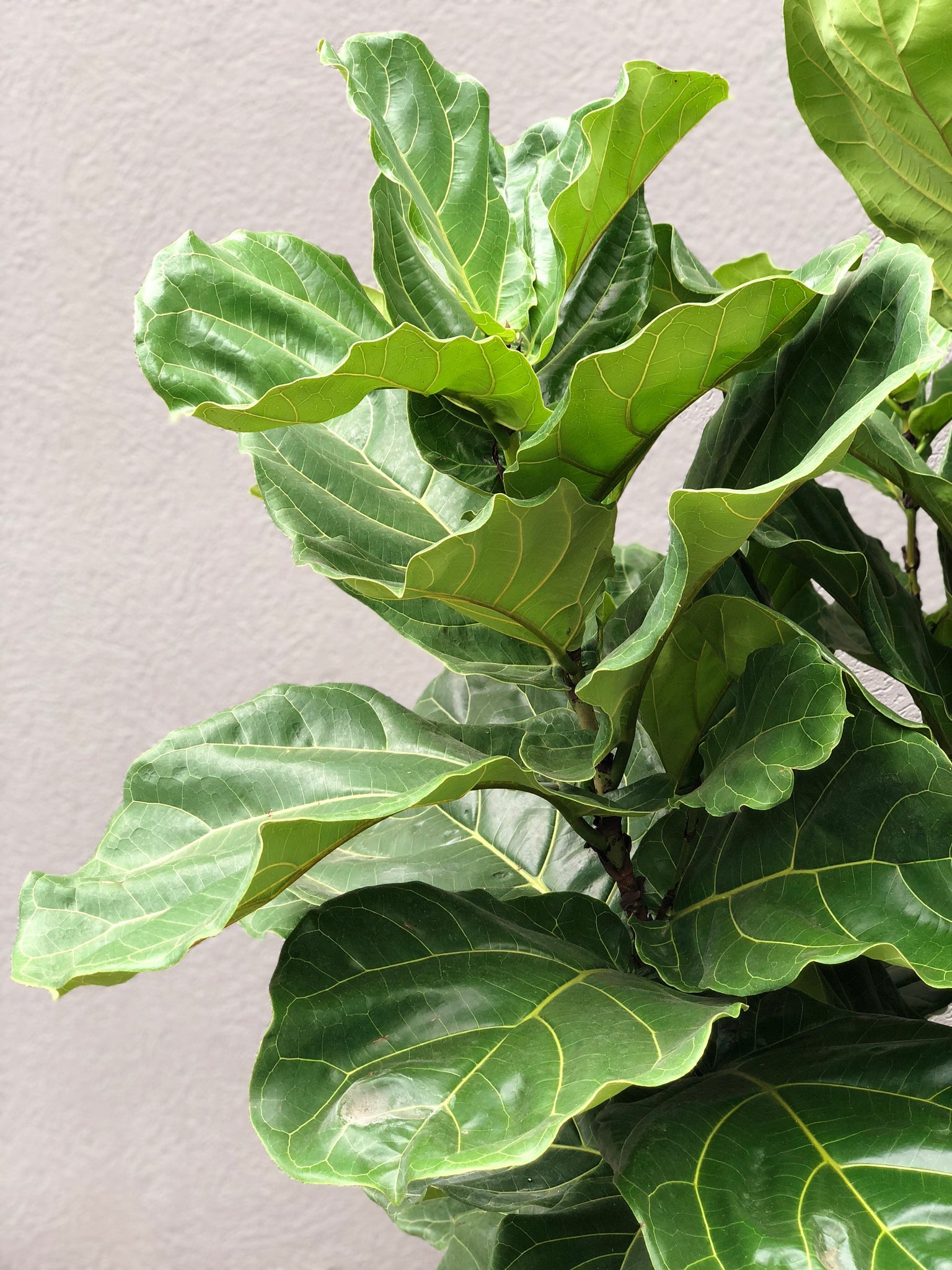 Baby Ficus Lyrata Bush / Fiddle-Leaf Fig in pot