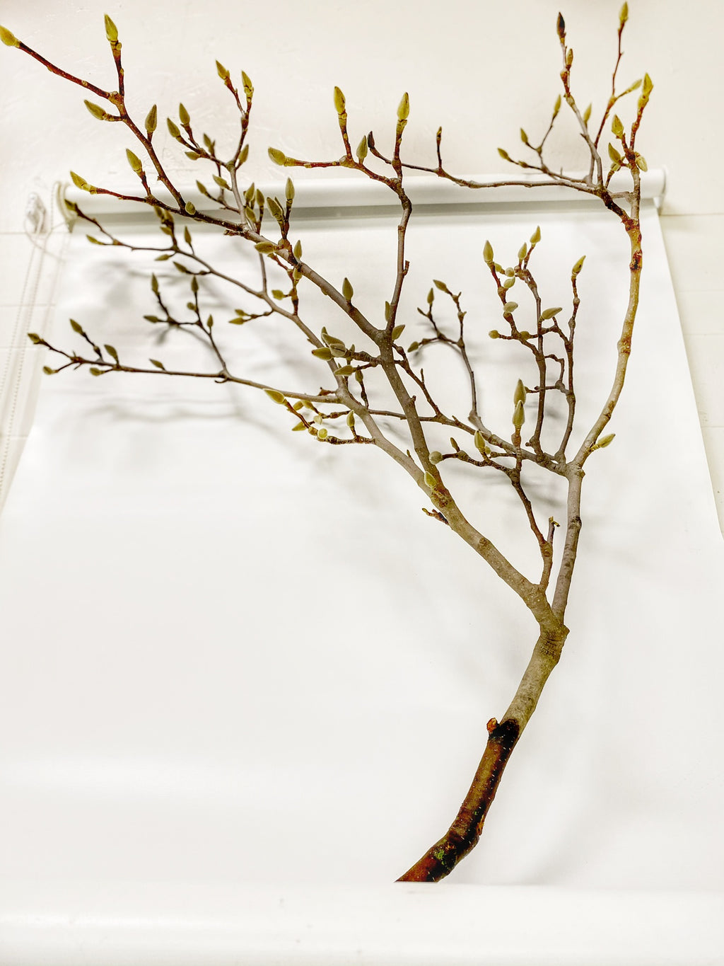 Tulip-Magnolia (blooming brunch)