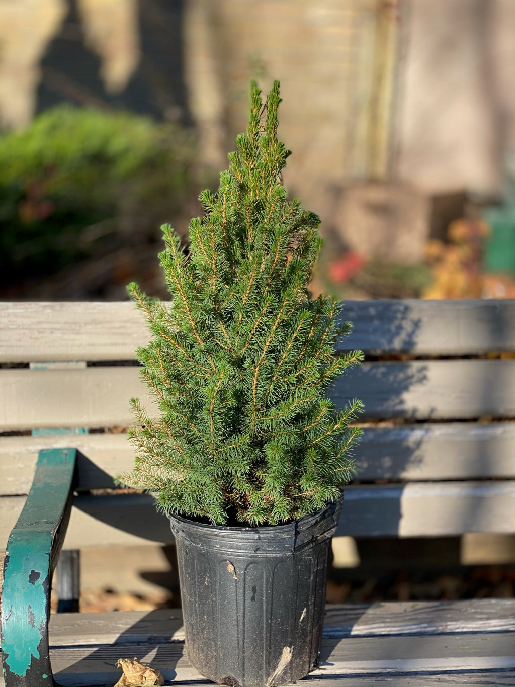Alberta spruce 1ft