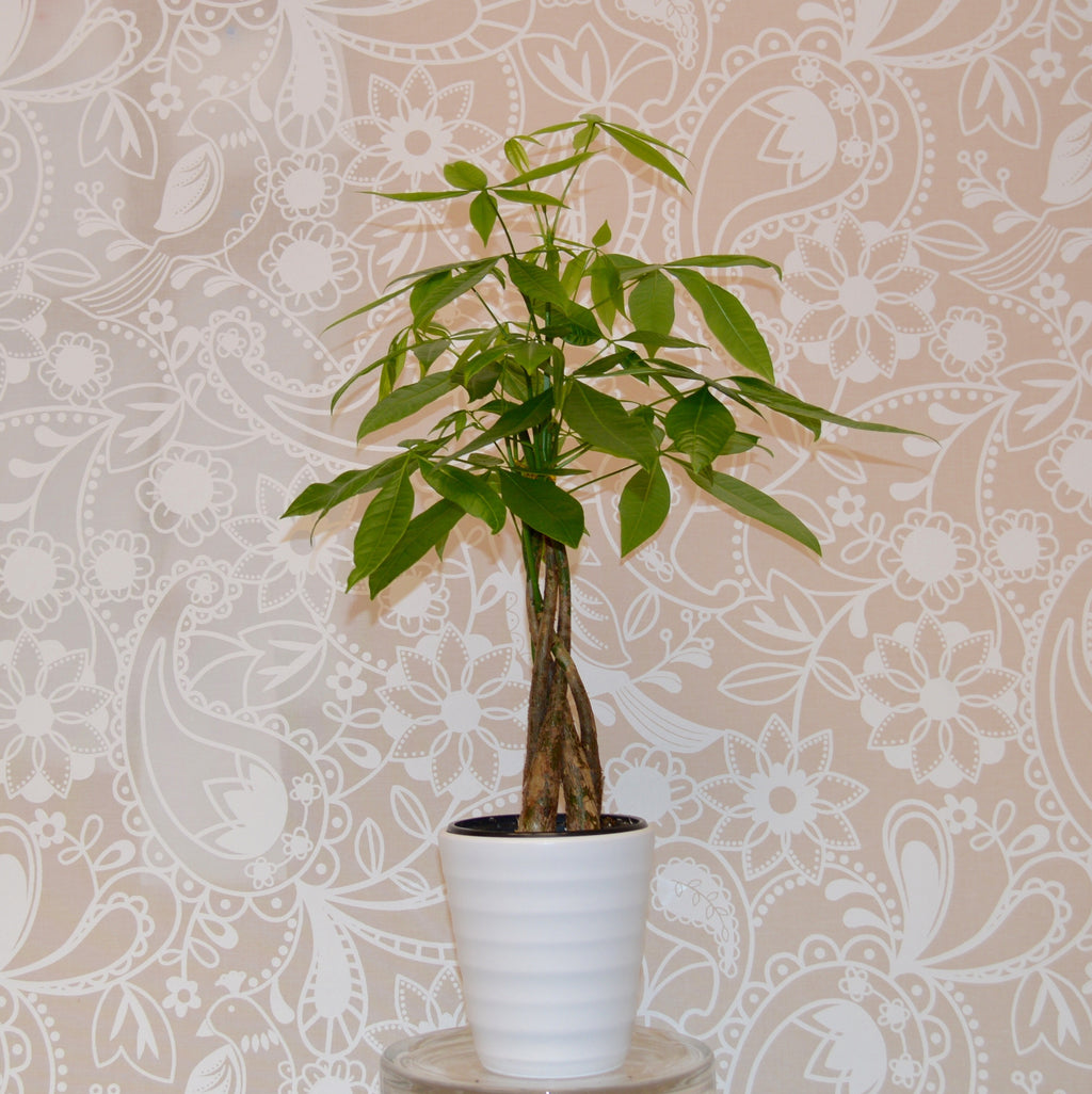 Money tree plant