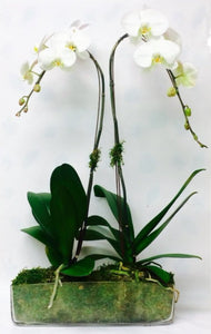 2 Orchids in clear glass container