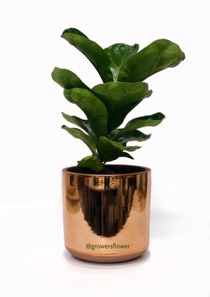 Baby Ficus Lyrata Bush / Fiddle-Leaf Fig in pot
