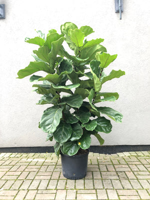 Tall/Fat Ficus Lyrata / Fiddle-Leaf Fig