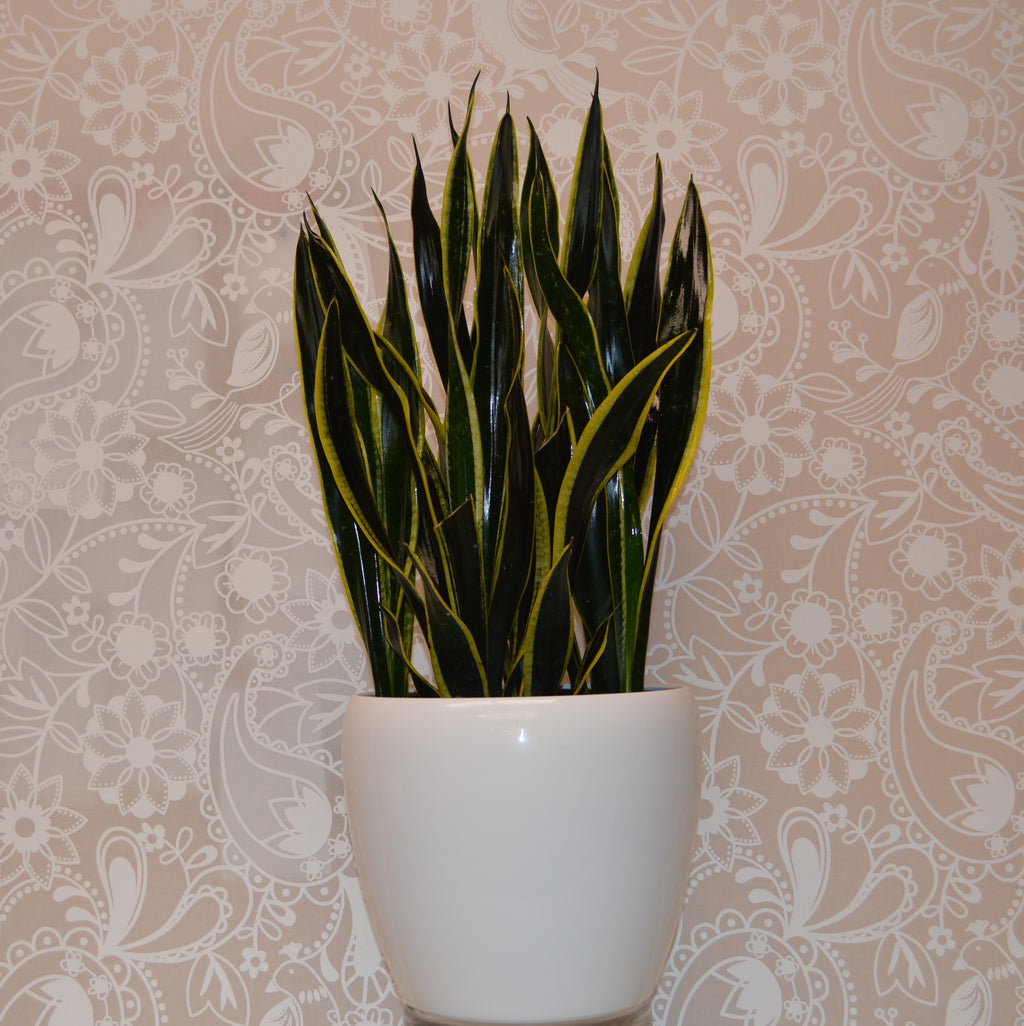 Snake Plant / Sansevieria trifasciata / Mother-in-law's tongue