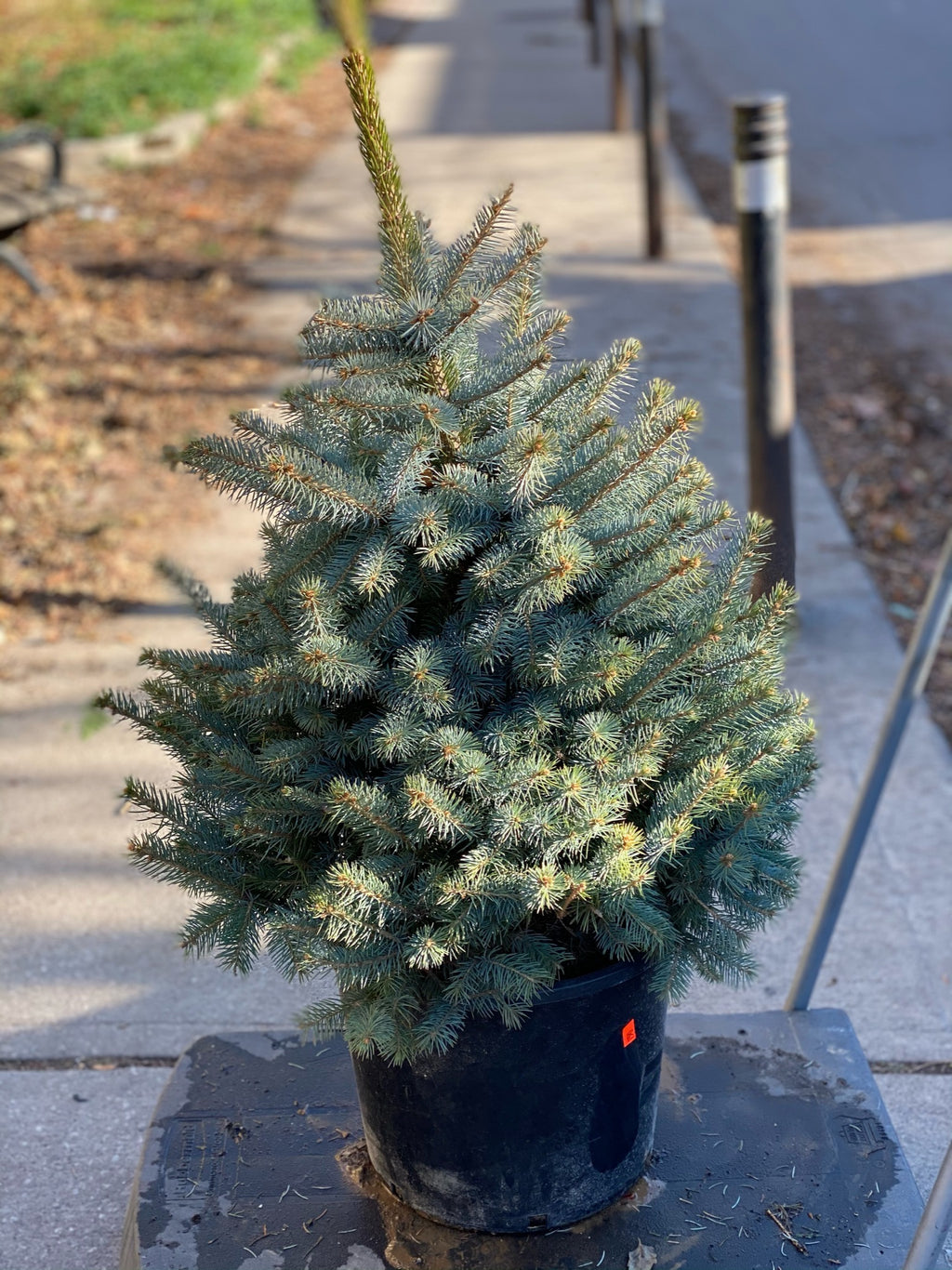 Blue fir 3ft